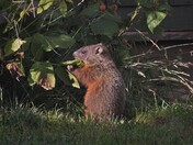 Our new, very hungry, backyard addition. Woodchuck!