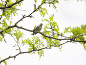 Pine Siskin