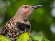 Northern Flicker