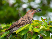 Northern Flicker