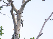 Bald Eagles