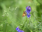 Hobomok Skipper