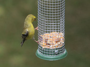 Om my feeder