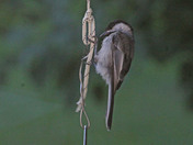 Om my feeder