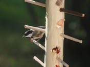 Om my feeder