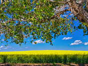 Alberta Canola Fields