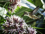 Rufous Hummingbird ( female )