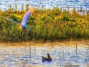 The elusive "Great White Heron" 