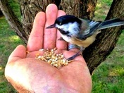 The hand that feeds you 