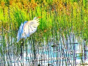 The elusive "Great White Heron" 