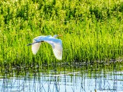 The elusive "Great White Heron" 