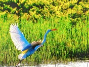 The elusive "Great White Heron" 