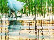 The Elusive "Great White Heron" 