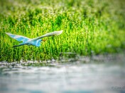 The Elusive "Great White Heron" 