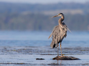 Blue Heron at Sunset