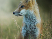 Red Fox
