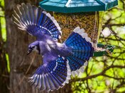 Grabbing a Seed In Flighy