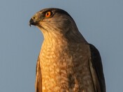 Cooper's Hawk