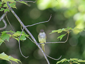 song birds 
