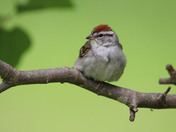 song birds 