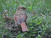 song birds 