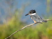 Belted Kingfisher
