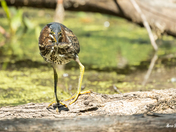 Green Heron