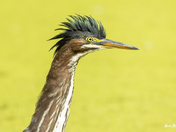 Portrait of Green Heron