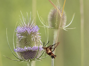 Hummingbird Moth