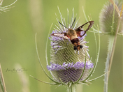 Hummingbird Moth