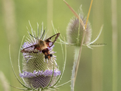 Hummingbird Moth