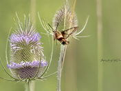 Hummingbird Moth