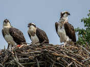 Osprey Family