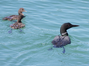 Common Loon