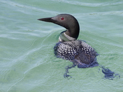 Common Loon