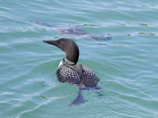 Common Loon