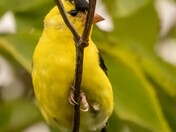 Goldfinch