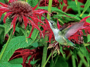Hummingbird Delight