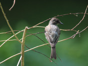 western  wood pewee