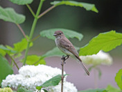 western  wood pewee