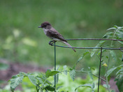 western  wood pewee