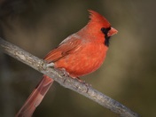 Cardinal