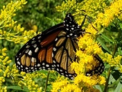 Stopping  by for a snack