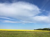 Canola Field and Prairie Sky