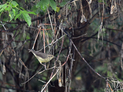 Northern Water-thrush