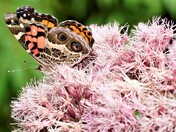 American Lady butterfly