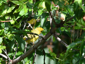 Yellow Warbler On The Hunt