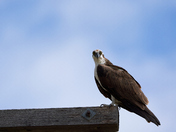 Watching over Nest