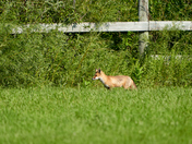 Looking for Fox Kits