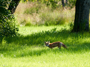 Fox Kit